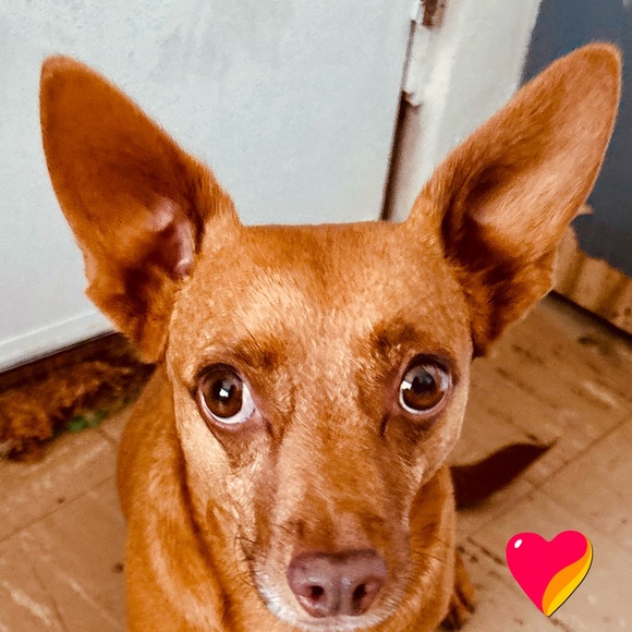 Meet your Posher, Michele - Picture 2 of 16